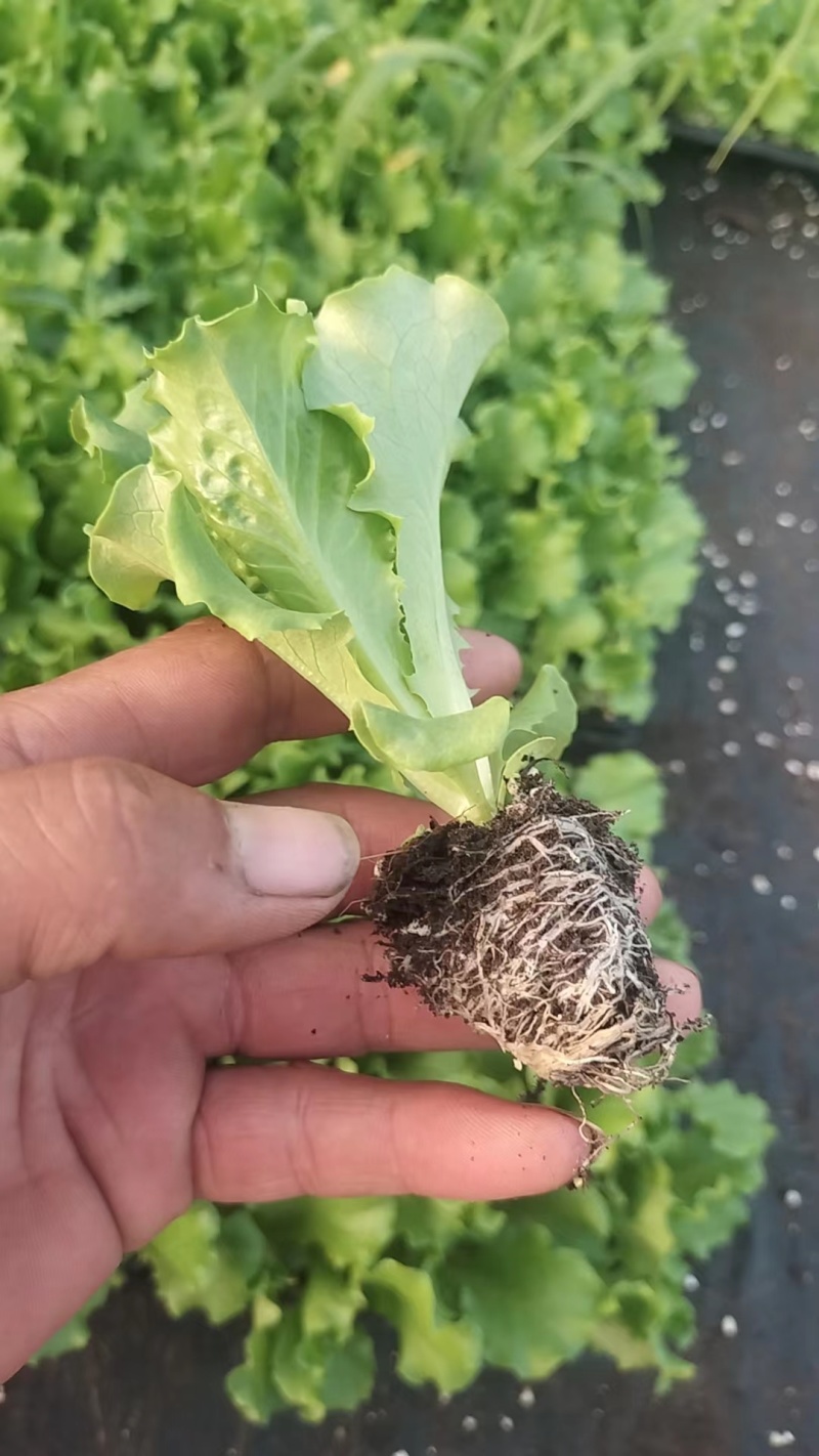 山东生菜苗量大从优全国发货提供技术指导量大从优
