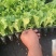 山东生菜苗量大从优全国发货提供技术指导量大从优