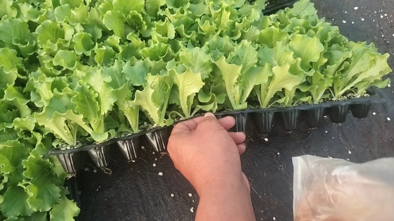 山东生菜苗量大从优全国发货提供技术指导量大从优
