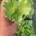 山东生菜苗量大从优全国发货提供技术指导量大从优