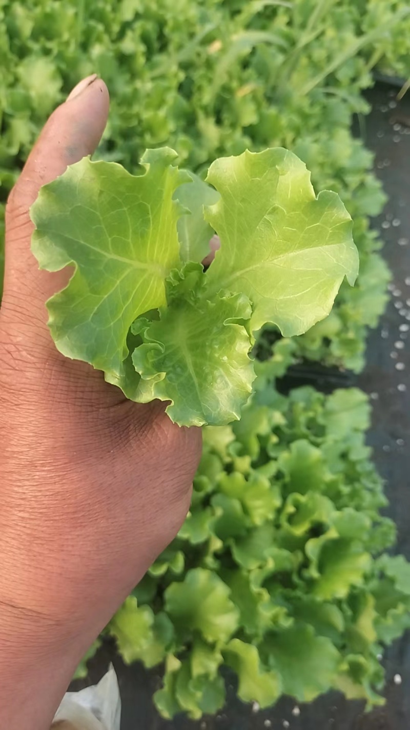 山东生菜苗量大从优全国发货提供技术指导量大从优