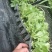 山东生菜苗量大从优全国发货提供技术指导量大从优