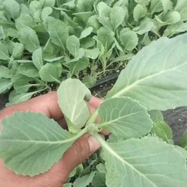 软绿精典黄芯松软水果甘蓝苗提供技术指导量大从优