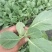 软绿精典黄芯松软水果甘蓝苗提供技术指导量大从优
