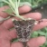 软绿精典黄芯松软水果甘蓝苗提供技术指导量大从优