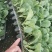 软绿精典黄芯松软水果甘蓝苗提供技术指导量大从优