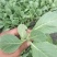 软绿精典黄芯松软水果甘蓝苗提供技术指导量大从优