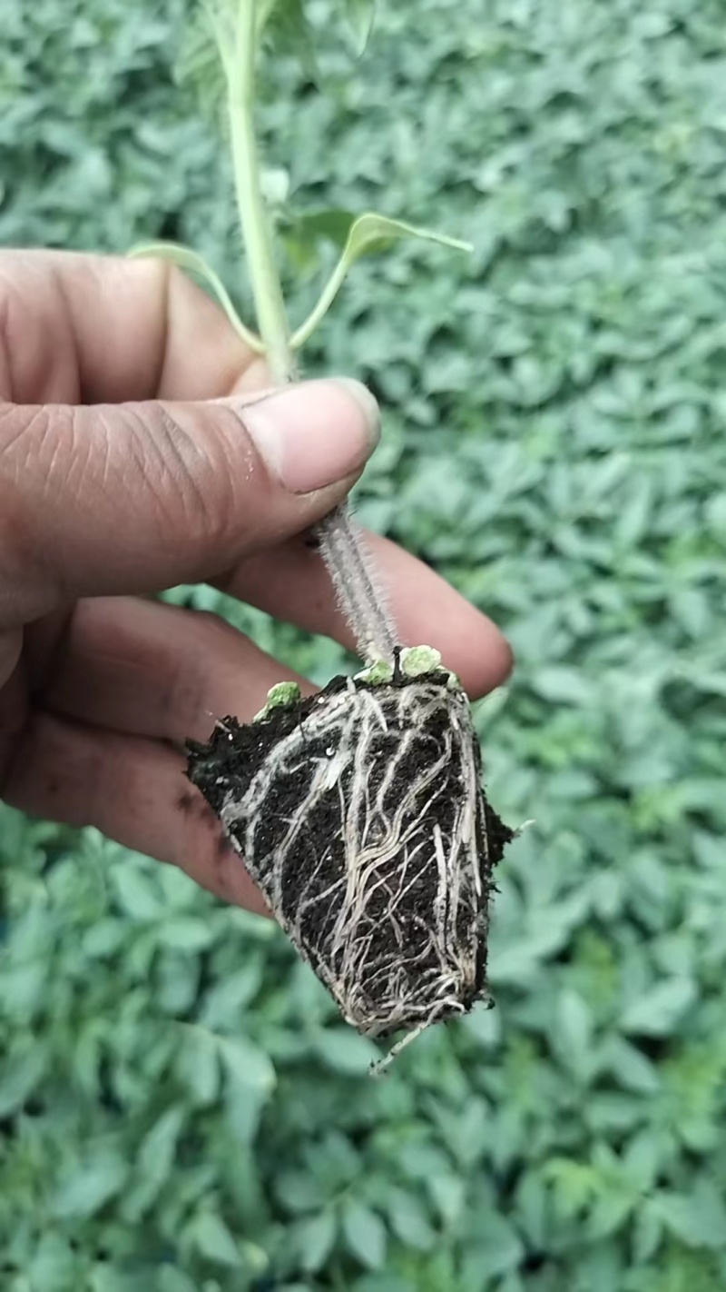 奥古斯塔高档草莓番茄苗西红柿苗量大从优全国发货