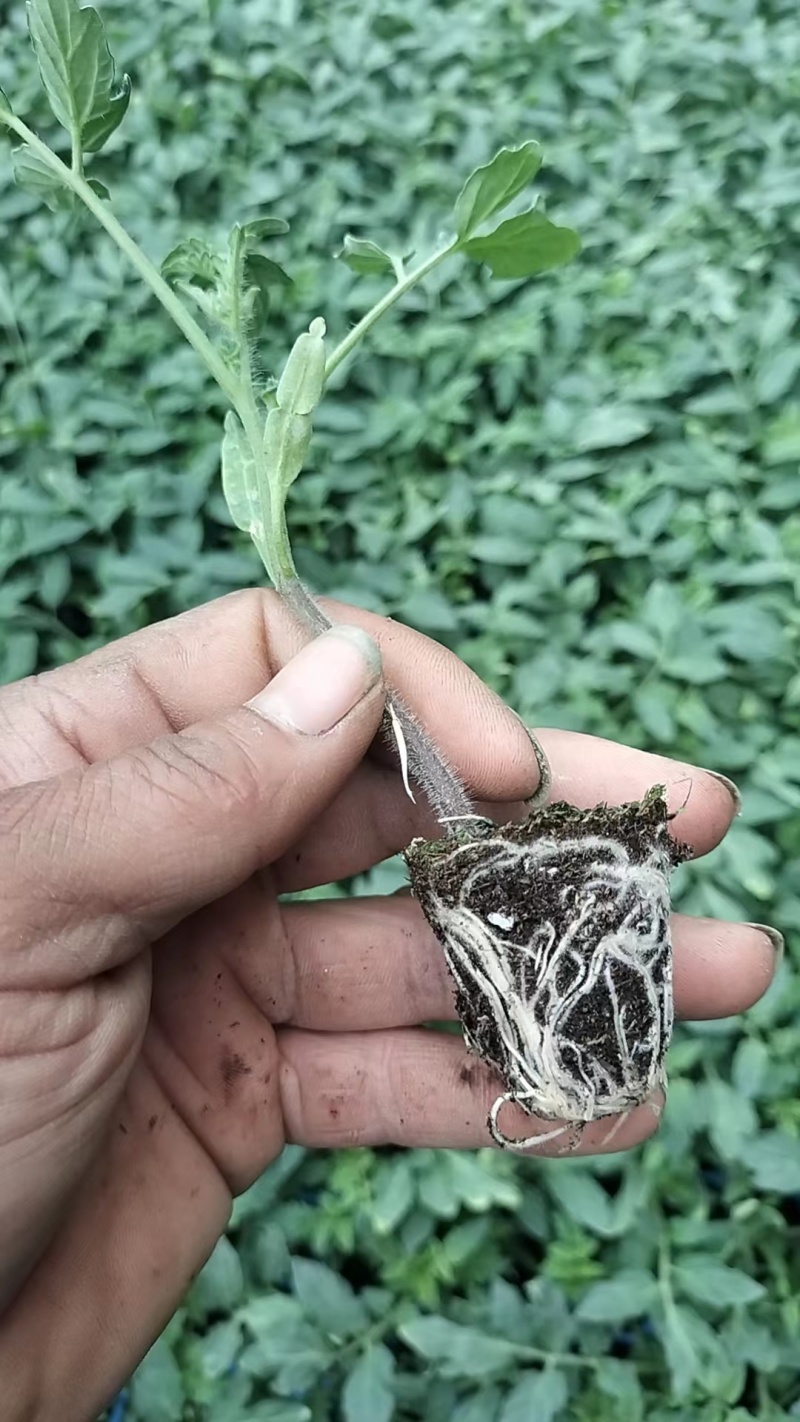 奥古斯塔高档草莓番茄苗西红柿苗量大从优全国发货