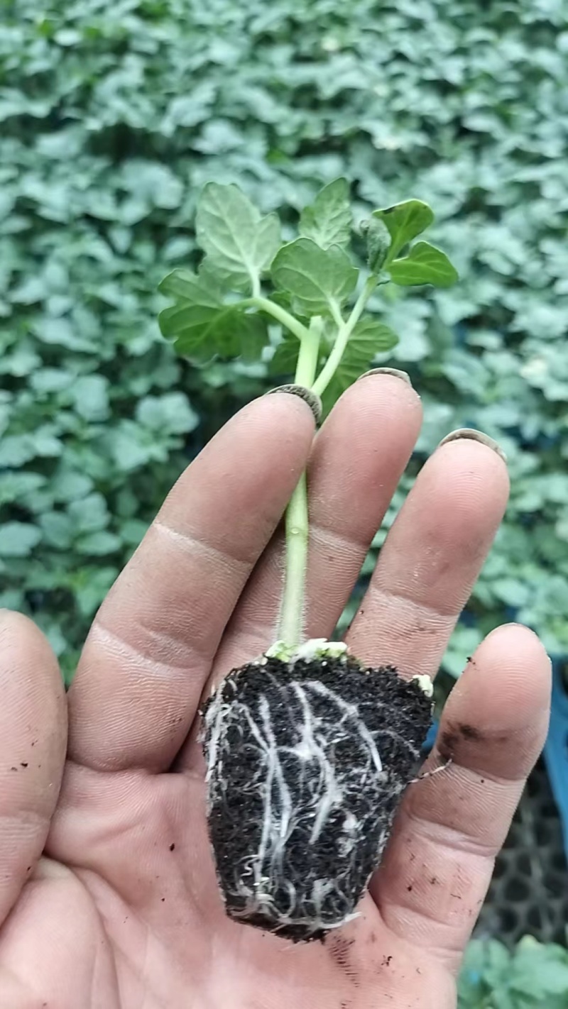 奥古斯塔高档草莓番茄苗西红柿苗量大从优全国发货