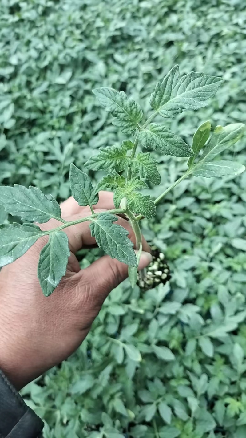 奥古斯塔高档草莓番茄苗西红柿苗量大从优全国发货