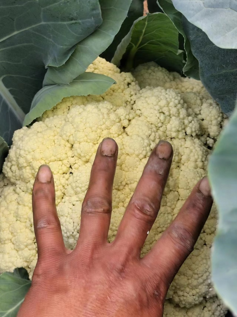 浙江神良青梗有机花菜种子总代理对外批发零售种子量大从优