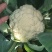 浙江神良青梗有机花菜种子总代理对外批发零售种子量大从优