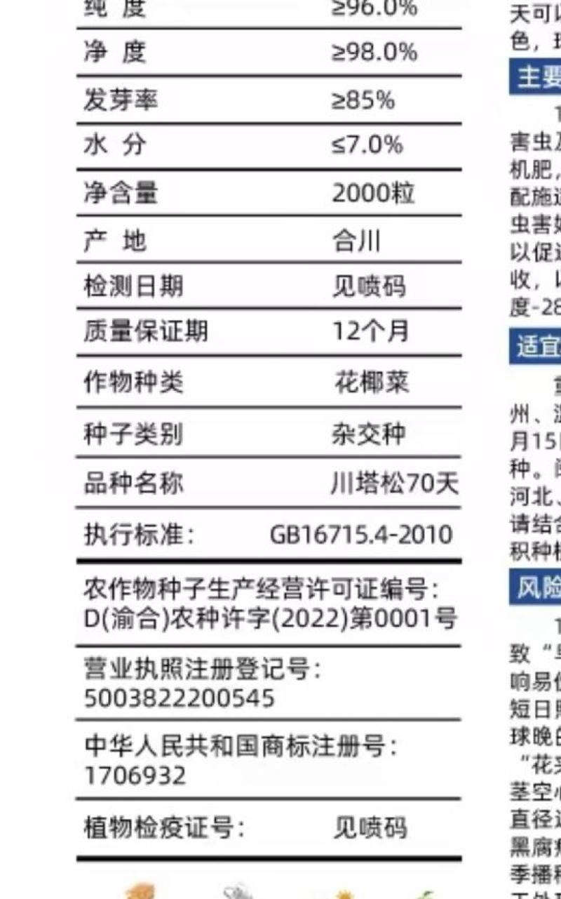 花菜种子川塔松70中早熟小米粒青梗松花菜花球大高产