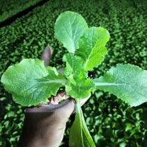 山东白菜苗提供技术指导全国发货量大从优