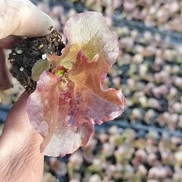 紫色生菜苗量大从优全国发货提供技术指导