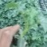 中绿强雌丝瓜苗苗圃直发量大从优提供技术指导