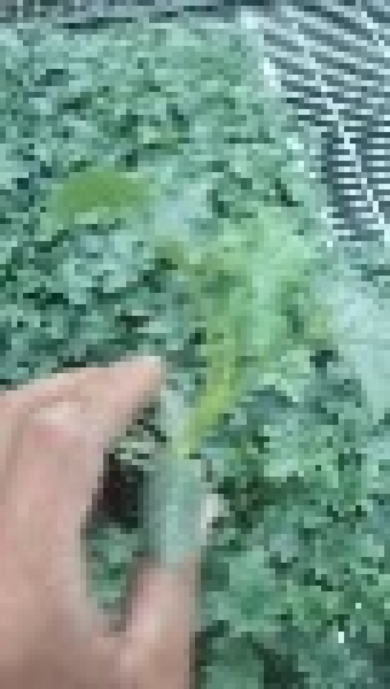 中绿强雌丝瓜苗苗圃直发量大从优提供技术指导