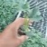 中绿强雌丝瓜苗苗圃直发量大从优提供技术指导