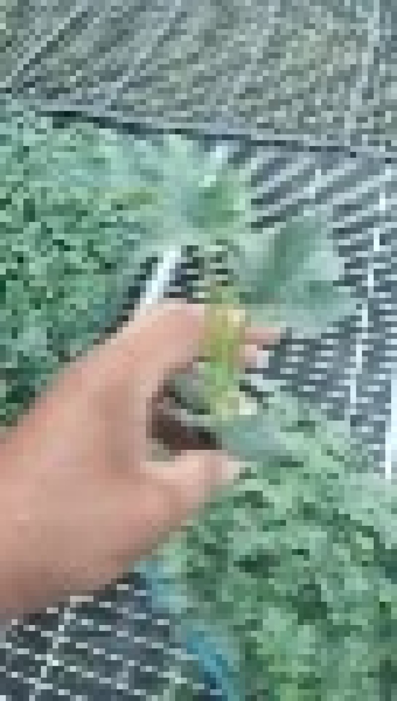中绿强雌丝瓜苗苗圃直发量大从优提供技术指导