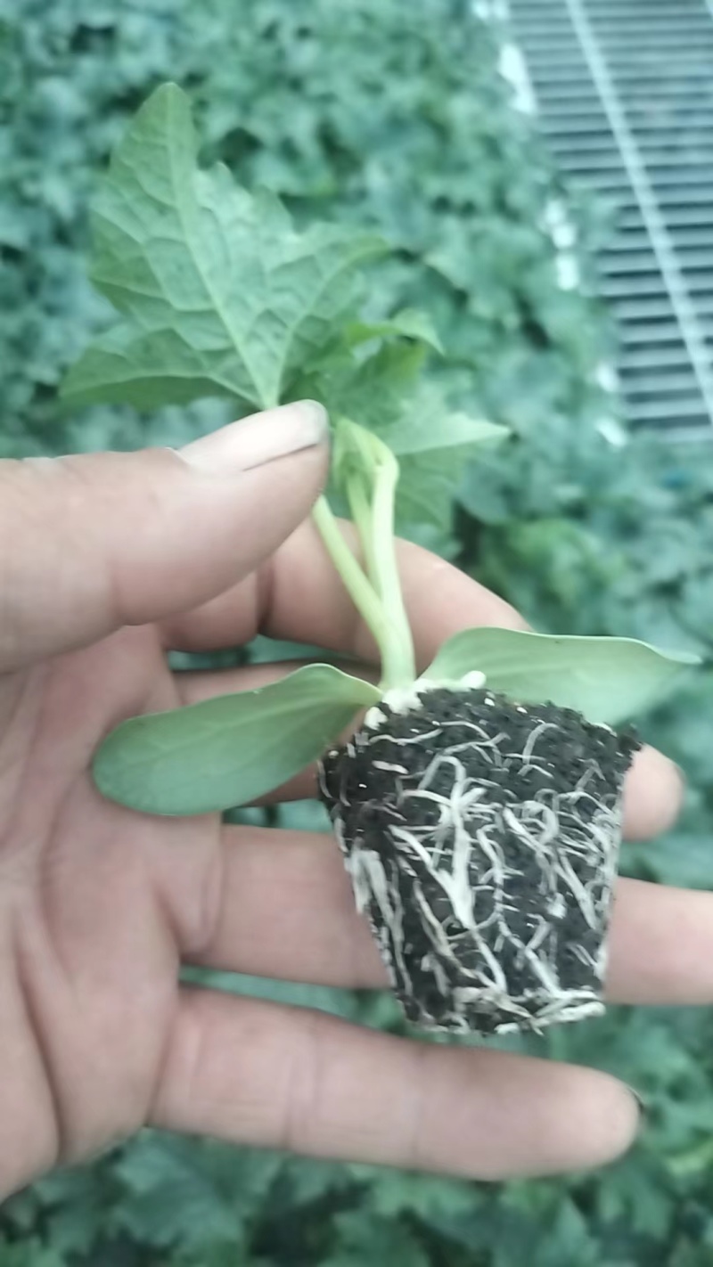 中绿强雌丝瓜苗苗圃直发量大从优提供技术指导
