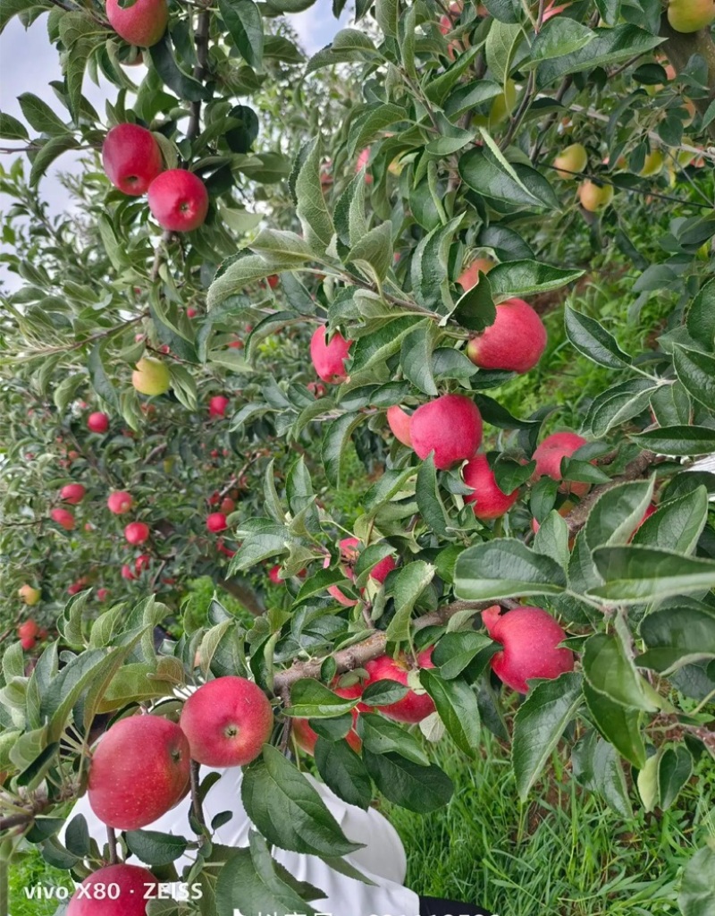 昭通红露苹果