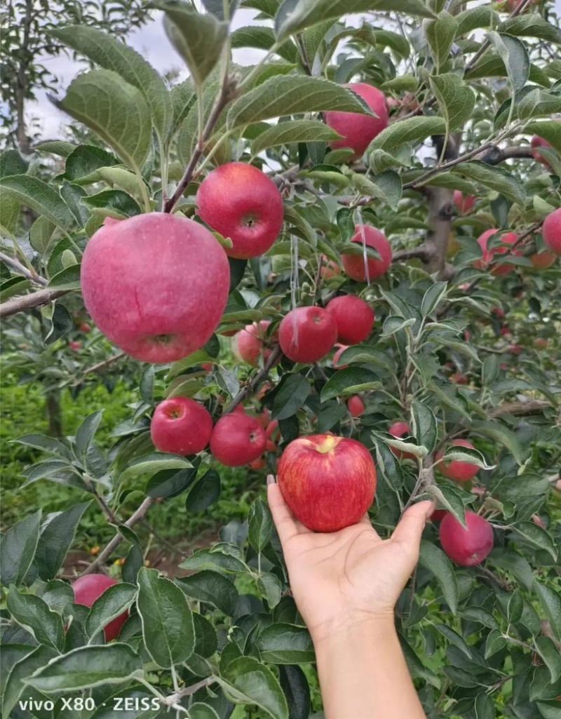 昭通红露苹果