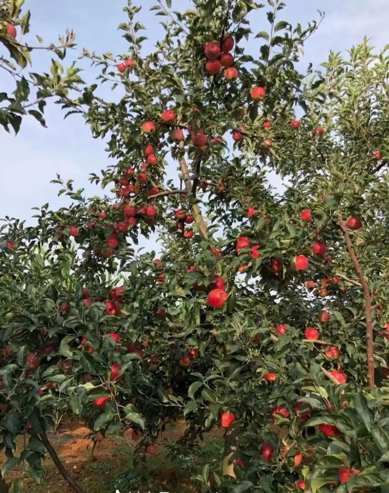 昭通红露苹果