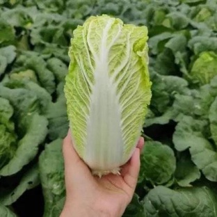 娃娃菜 大娃小娃娃菜