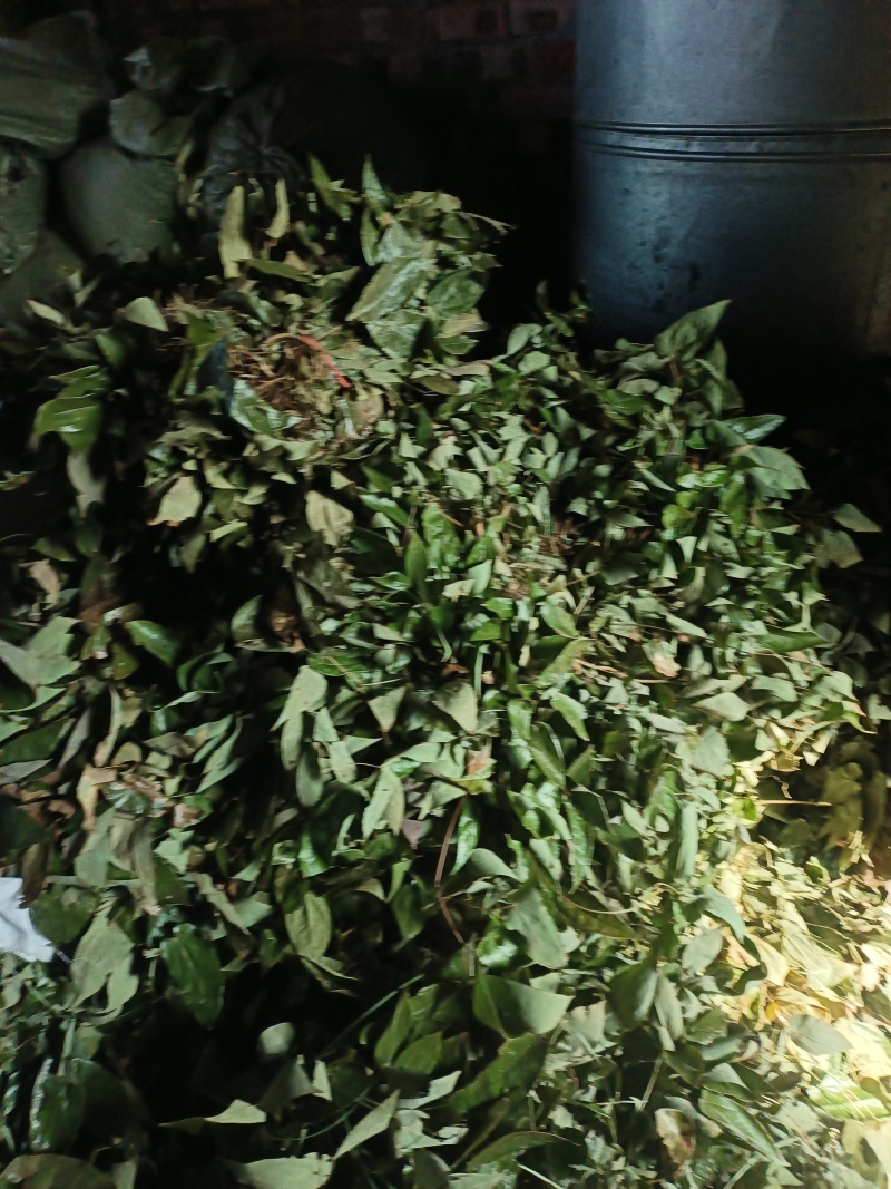 淫羊藿