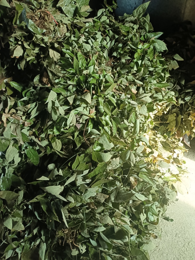 淫羊藿