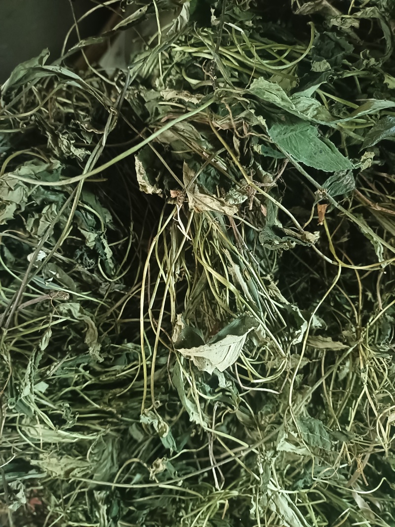 肺形草