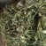 肺形草