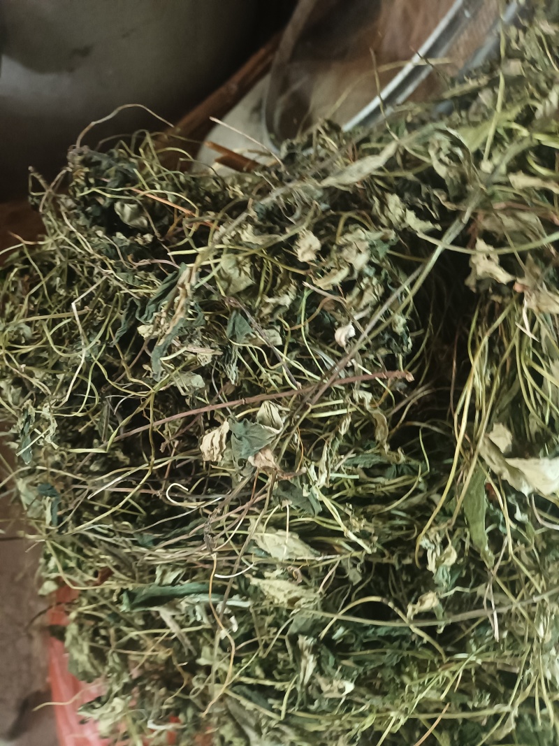 肺形草