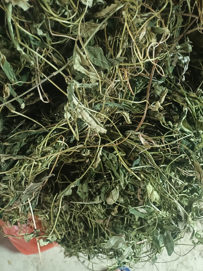 肺形草
