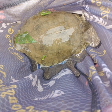 甲鱼