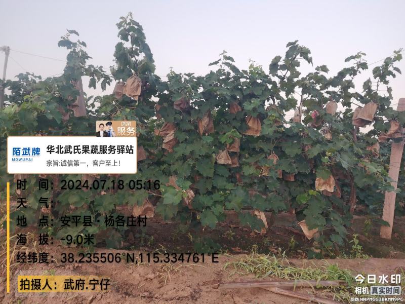 饶阳002套袋巨峰葡萄{软枝}基地供应{宁仔团队}