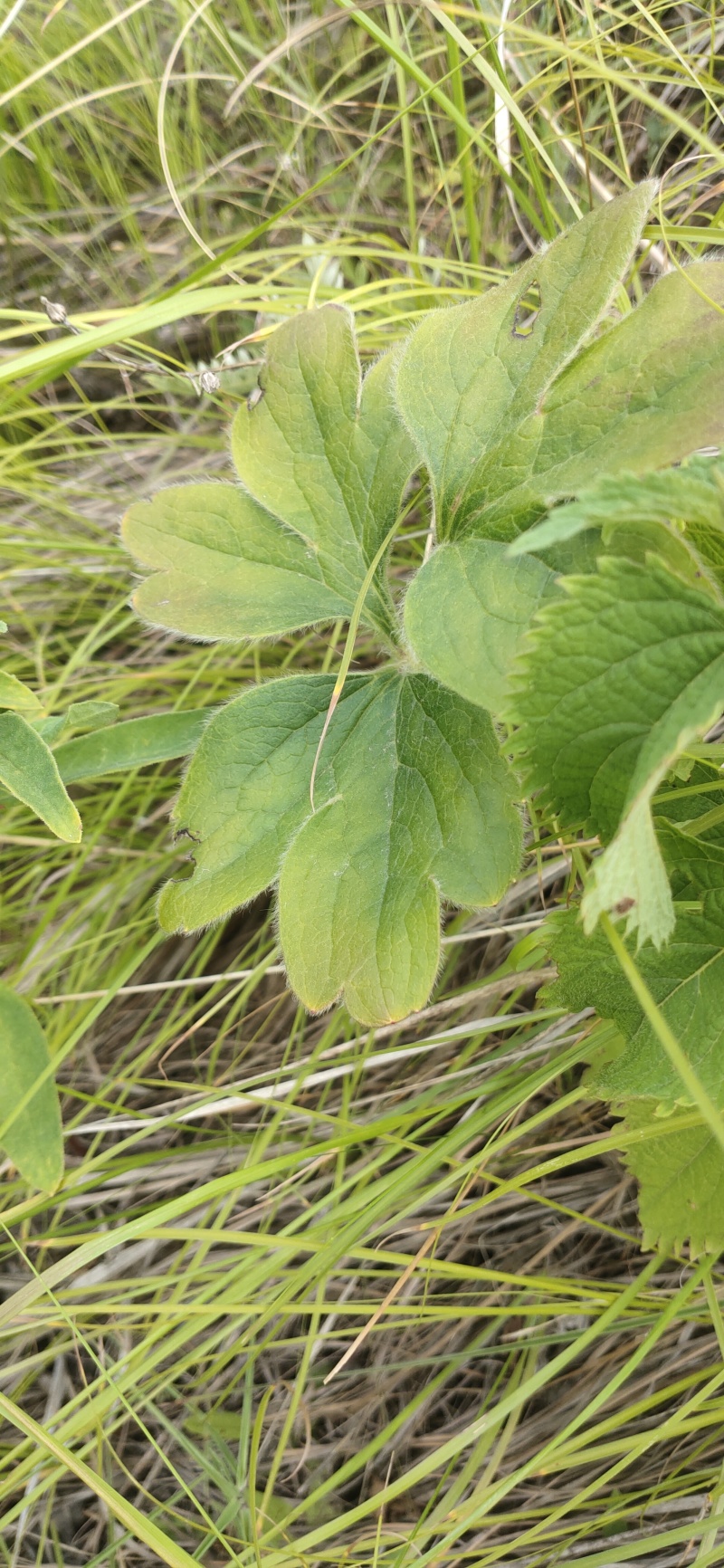白头翁苗