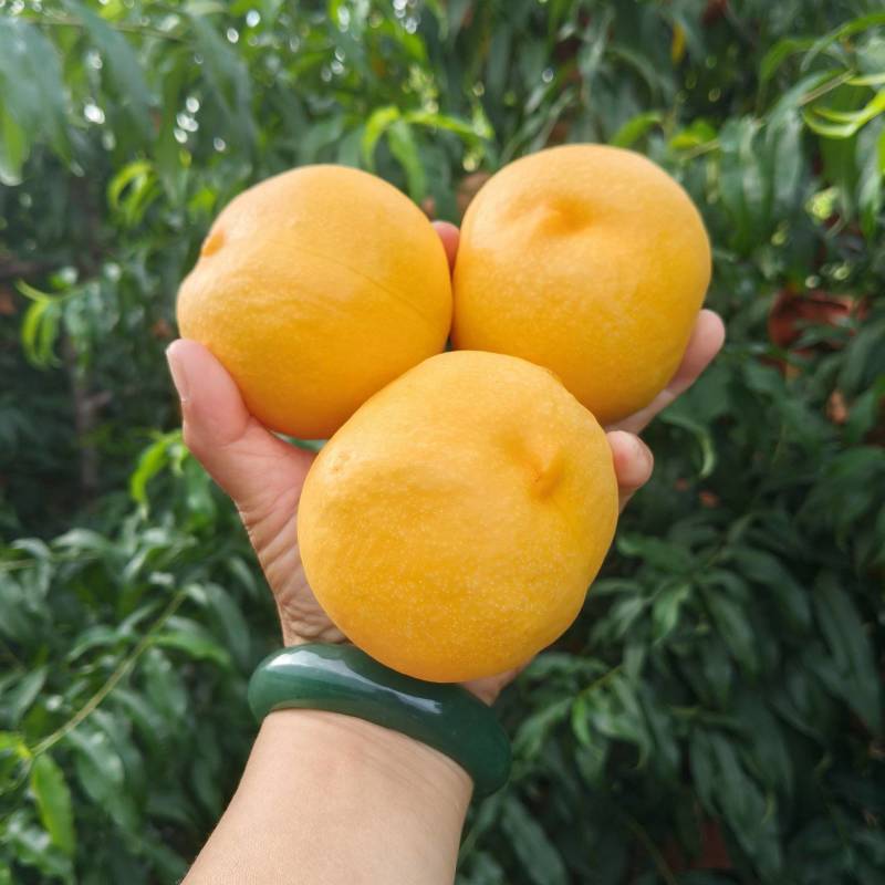 精品黄油桃
