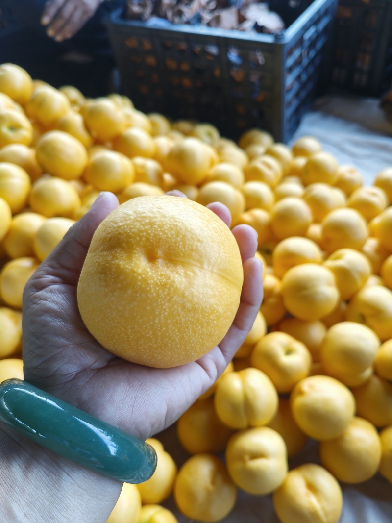 精品黄油桃