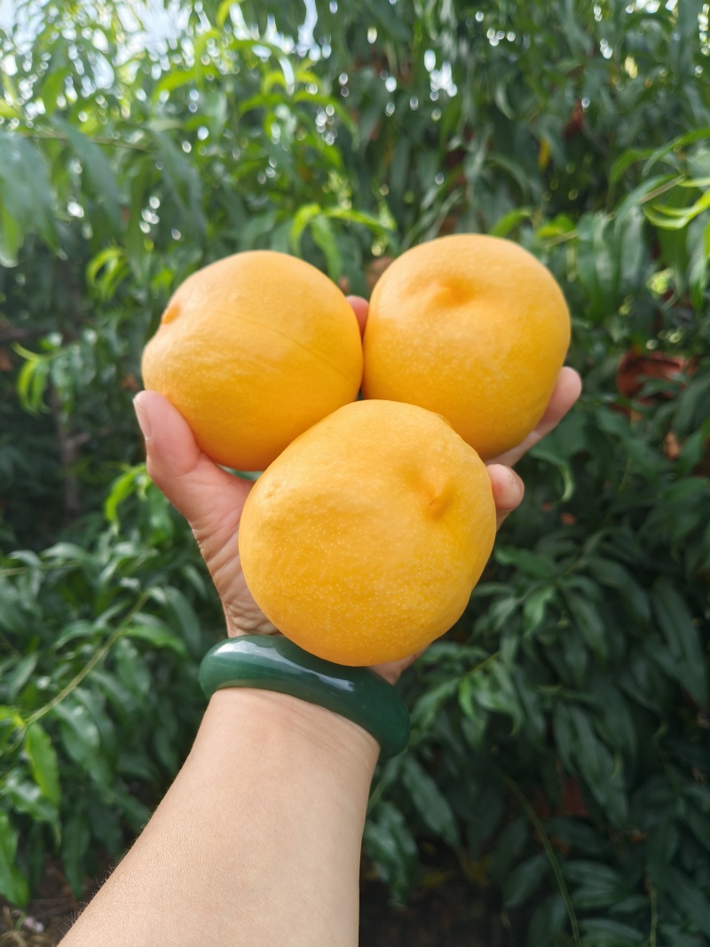 精品黄油桃