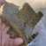 厂家直接发货棉籽饼，棉籽饼纯绿色有机肥料，含有机质高，