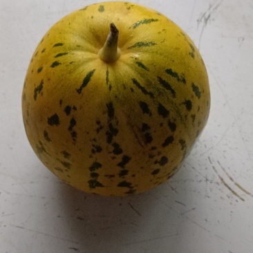 甜瓜