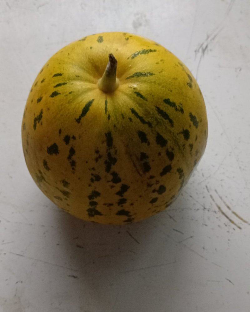 甜瓜