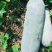 白冬瓜，长白条