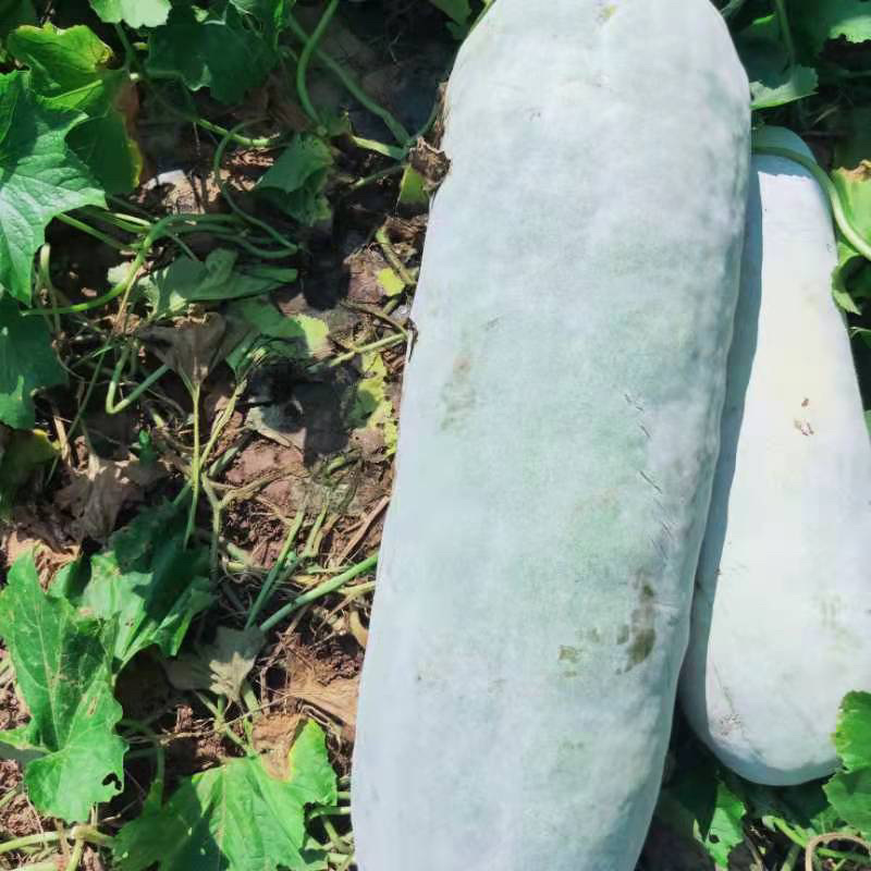 白冬瓜，长白条