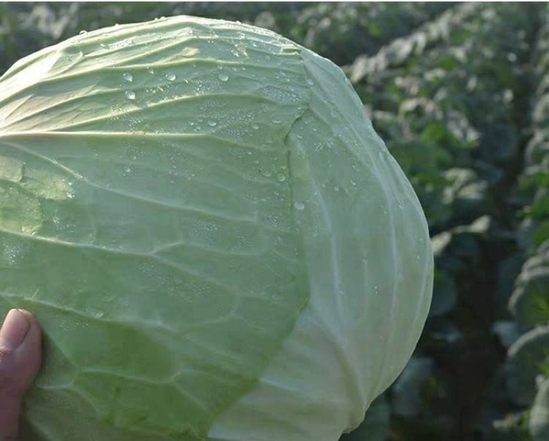 莲花白新鲜包菜现砍现装高山蔬菜品质保障欢迎订购