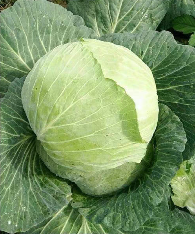 莲花白新鲜包菜现砍现装高山蔬菜品质保障欢迎订购