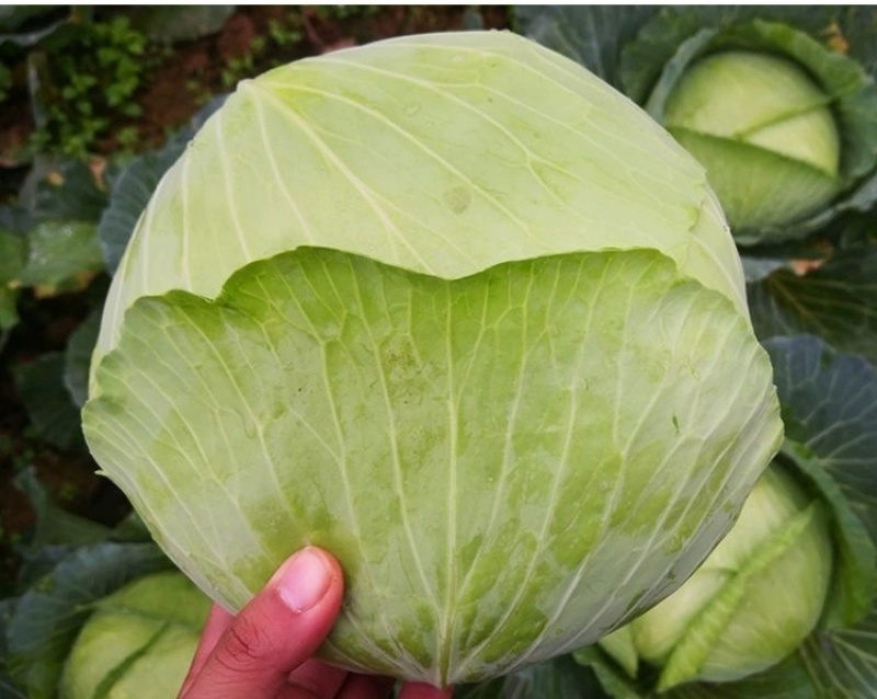 莲花白新鲜包菜现砍现装高山蔬菜品质保障欢迎订购
