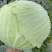 莲花白新鲜包菜现砍现装高山蔬菜品质保障欢迎订购